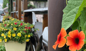Partout, des balcons fleuris, signe que les touristes ne sont pas que de passage. ((Photo: Paperjam))