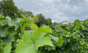 Les vignes s’étendent à perte de vue des deux côtés de la rivière. ((Photo: Paperjam))