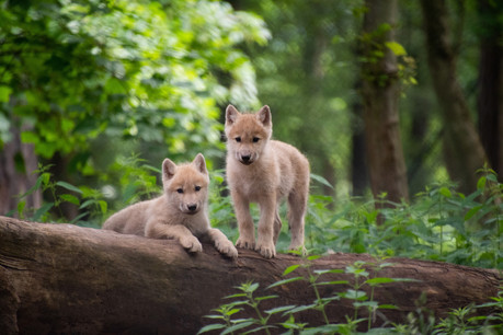 Le Domaine des grottes de Han abrite à la fois la grotte de Han et un parc animalier d’une surface de 250 hectares, où près de 650 animaux issus de toute l’Europe y évoluent dans leur milieu naturel. (Photo: Domaine des grottes de Han)