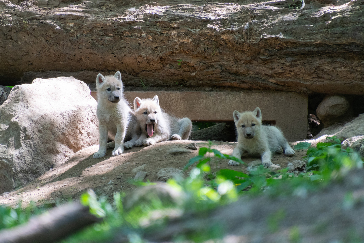 Cinq louveteaux arctiques sont nés au mois d’avril au parc animalier du Domaine des grottes de Han. (Photo: Domaine des grottes de Han)