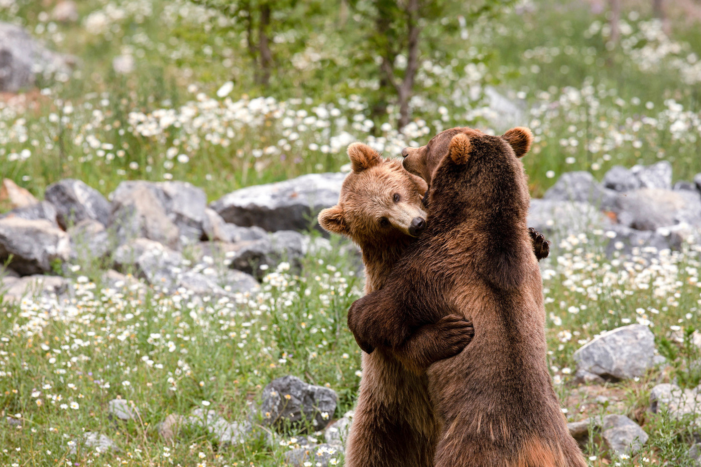  Au début du mois d’avril, les ours bruns et les marmottes sont sortis de leur sommeil hivernal et animent le parc de leur présence et de leurs jeux.  (Photo: Domaine des grottes de Han)