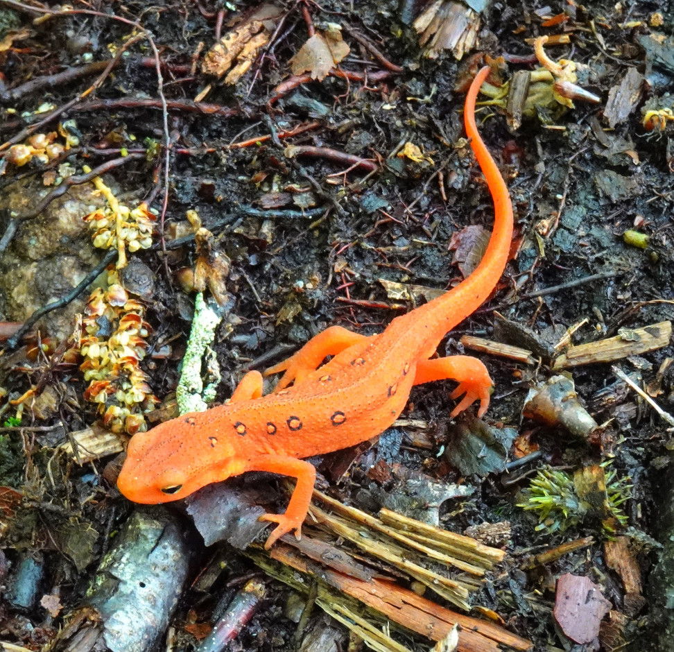 Some wildlife on the Appalachian Trail. Photo: Guy Christen