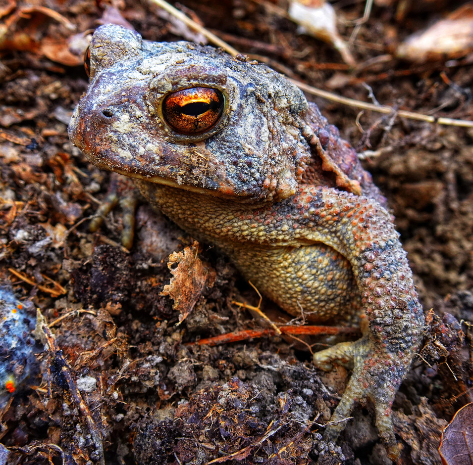 More wildlife from the Appalachian Trail. Photo: Guy Christen