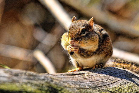 Le chipmunk, cet écureuil popularisé par le film de Disney, rêve de «graines», de revenus tirés du bitcoin. Un sport hautement à risque pour les non-initiés. (Photo: Shutterstock)
