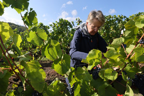 It was the first time Austrian ambassador to Luxembourg Melitta Schubert had harvested grapes Guy Wolff