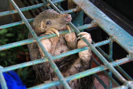 Le pangolin soupçonné d’être à l’origine de la pandémie mondiale serait porteur d’un des 36 coronavirus que des chercheurs ont mis en évidence il y a 13 ans. Il existe 24.000 articles scientifiques sur ce sujet. Ignorés jusqu’à il y a peu. (Photo: Shutterstock)