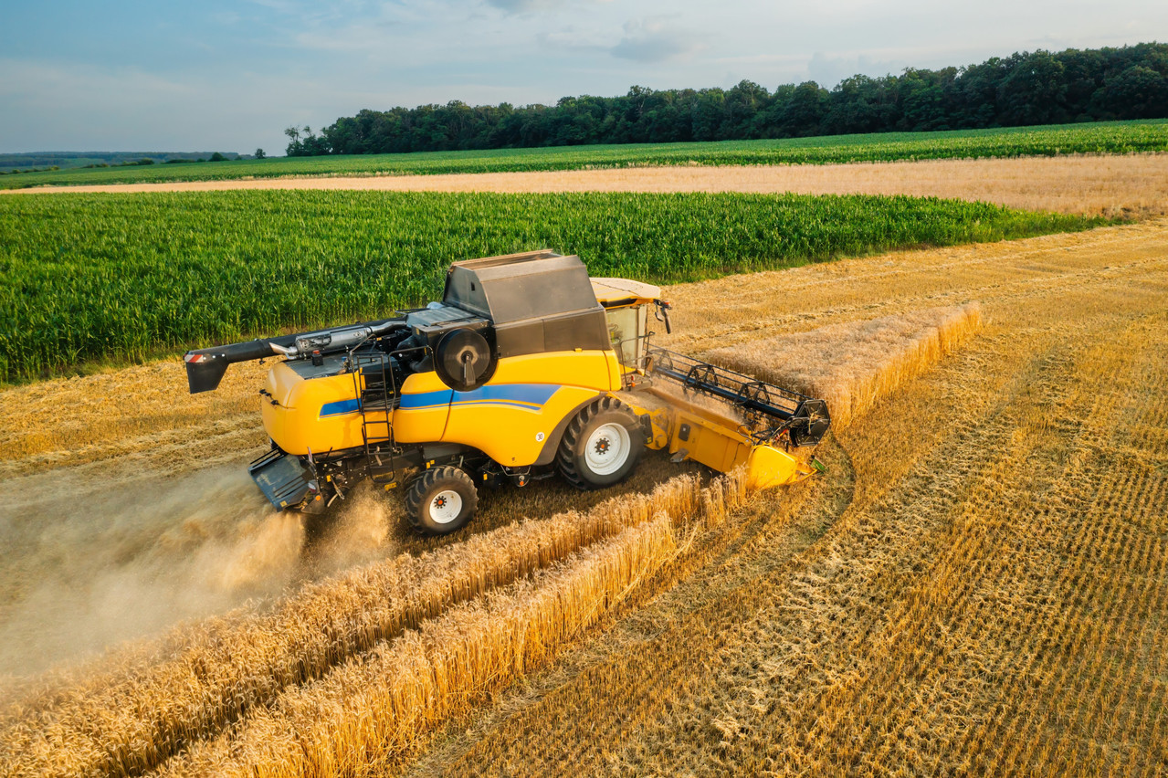 Yields of winter grains such as wheat and barley have fallen by 15-20% compared with the five-year average due to repeated rainfall. Photo: Shutterstock