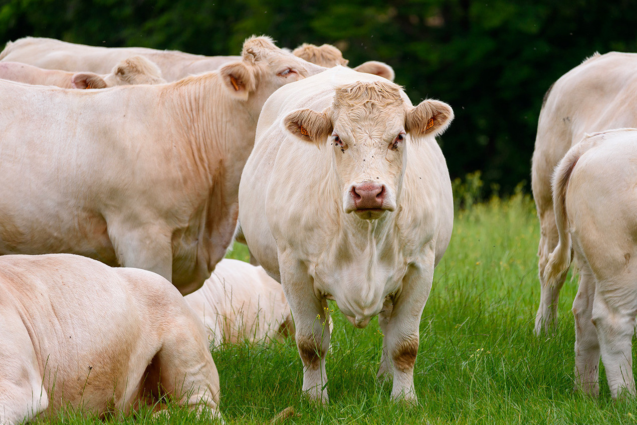 Methane emissions come from three main sources: agriculture, energy and waste. In the case of agriculture, methane is mainly due to ruminants (like cows) and the management of livestock effluents.  Photo: Shutterstock