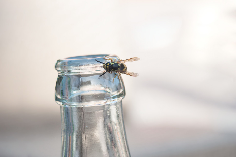 With the high inflation and rising cost-of-living, it’s particularly annoying to find wasps in your drink.  Photo: Shutterstock