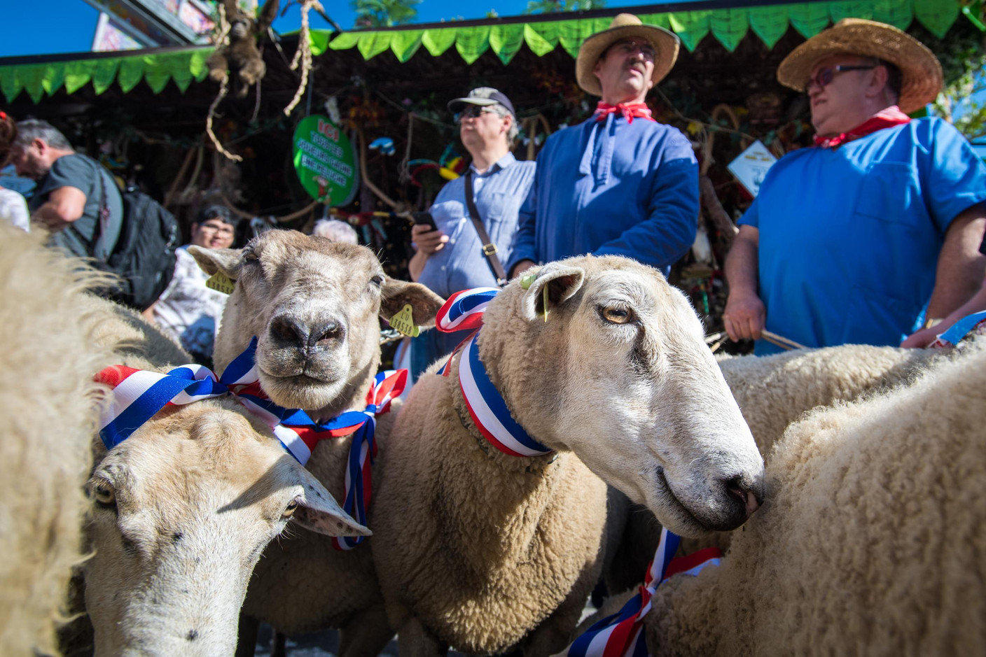 Procession des moutons (Photo: Nader Ghavami)