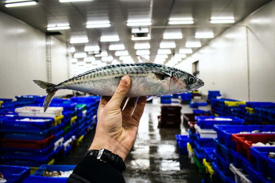 Reports have shown that inflation does not affect every household in the same way. For example, the cost of fresh fish jumped by 5.9% in January 2022. But not every household dedicates the same proportion of their budget to fresh fish. Photo: Paul Einerhand/Unsplash (2020)