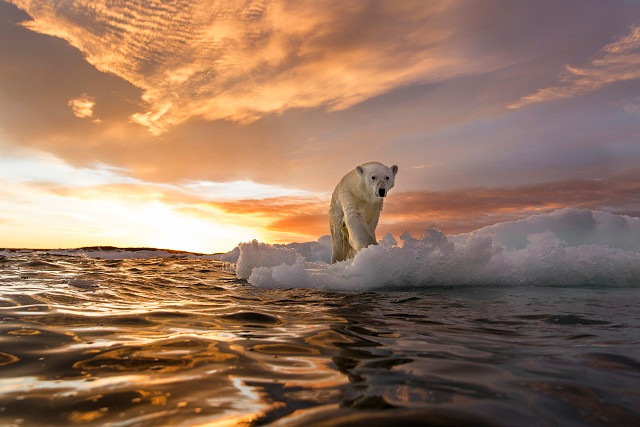 Canada, Nunavut Territory, Repulse Bay, Polar Bear (Ursus maritimus) stands on melting sea ice at sunset near Harbour Islands (Photo : Lyxor ETF)