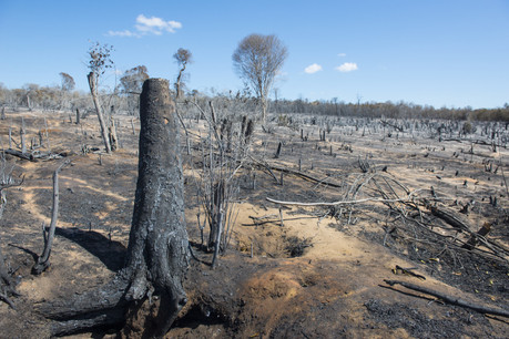 Les investisseurs se méfient des entreprises liées de près ou de loin à la déforestation. (Photo: Shutterstock)