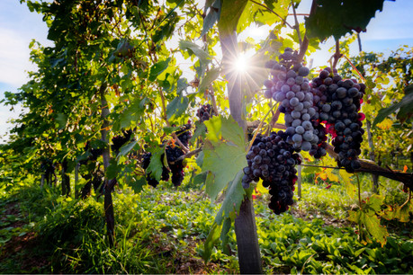 Les jeunes vignes sont vulnérables à la canicule du fait de leurs racines moins profondes. (Photo: Shutterstock)