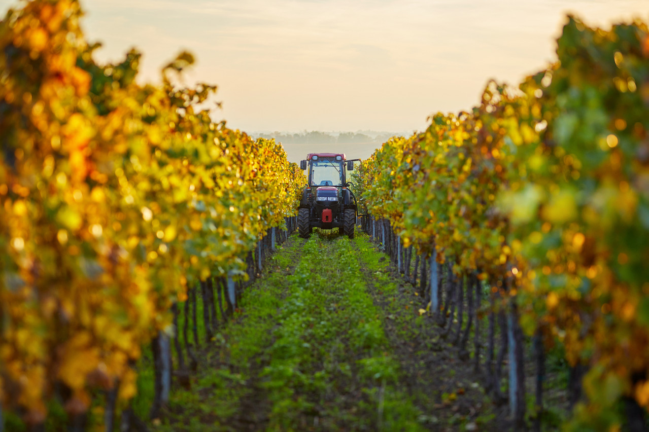 Le secteur de la viticulture connaît des pics de travail saisonniers au cours de l’année. La législation en tiendra compte. (Photo: Shutterstock)