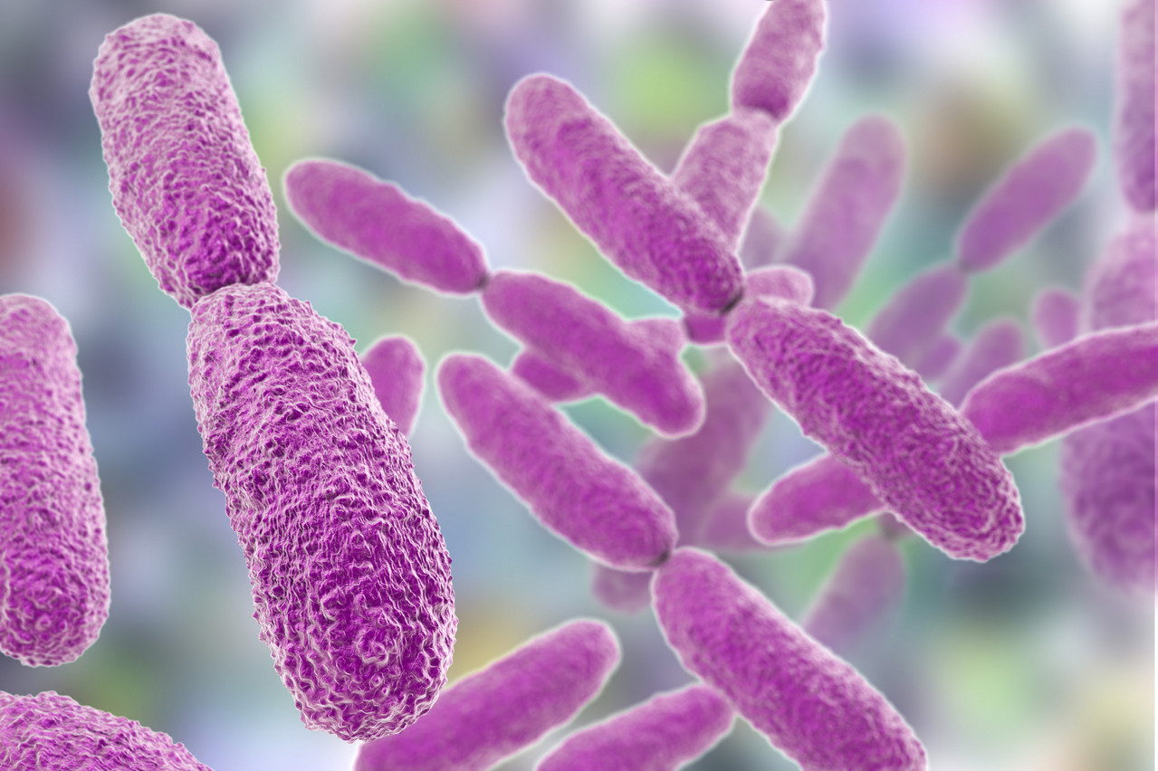Près de 2.100 personnes sont décédées en Europe des suites de l’évolution de cette bactérie, régulièrement présente dans les intestins et les appareils respiratoires. (Photo: Shutterstock)