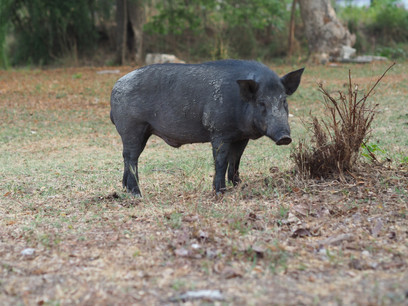 Selon le ministre Romain Schneider, la détection d’un cas de peste porcine au Luxembourg n’est qu’une question de temps. (Photo: Shutterstock)