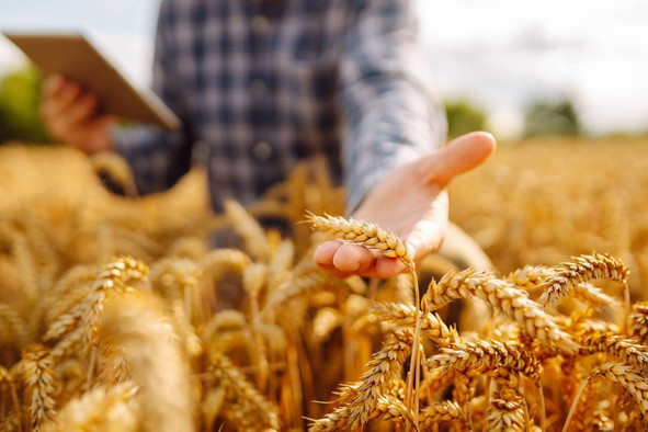 Le maïs constitue une source importante d’alimentation pour le bétail. La sécheresse et les fortes chaleurs réduisent cette année les rendements et accélèrent la récolte au Luxembourg. (Photo: Shutterstock)