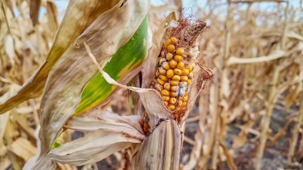 Le gouvernement assouplit plusieurs règles agricoles et écarte les sanctions lorsque les obligations deviennent impossibles à respecter. (Photo: Shutterstock)
