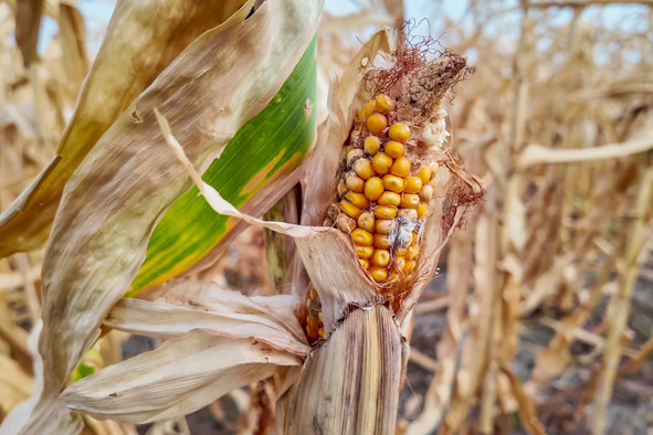 Le gouvernement assouplit plusieurs règles agricoles et écarte les sanctions lorsque les obligations deviennent impossibles à respecter. (Photo: Shutterstock)
