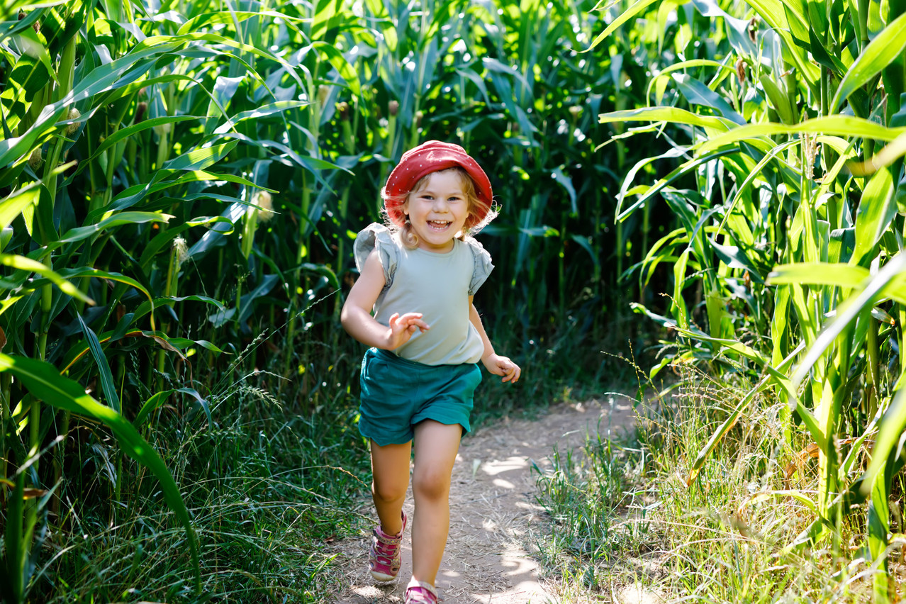 Le labyrinthe de maïs, qui existe depuis vingt ans, s’étend sur un champ de plus de 2,5 hectares. Et pour ceux qui s’y sont déjà essayés, le parcours est modifié tous les ans donc impossible de tricher. (Photo: Shutterstock)