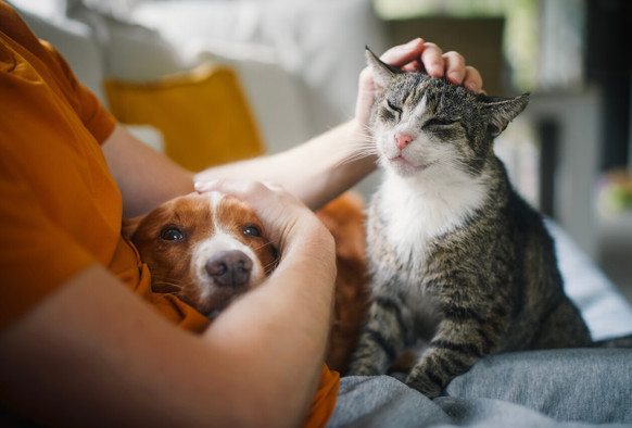 Chien ou chat? Chien et chat? Un ménage sur trois vit avec au moins un animal de compagnie. Le pays en compte environ 191.000, dont près de 80.000 chats et 62.000 chiens.  (Photo: Shutterstock)