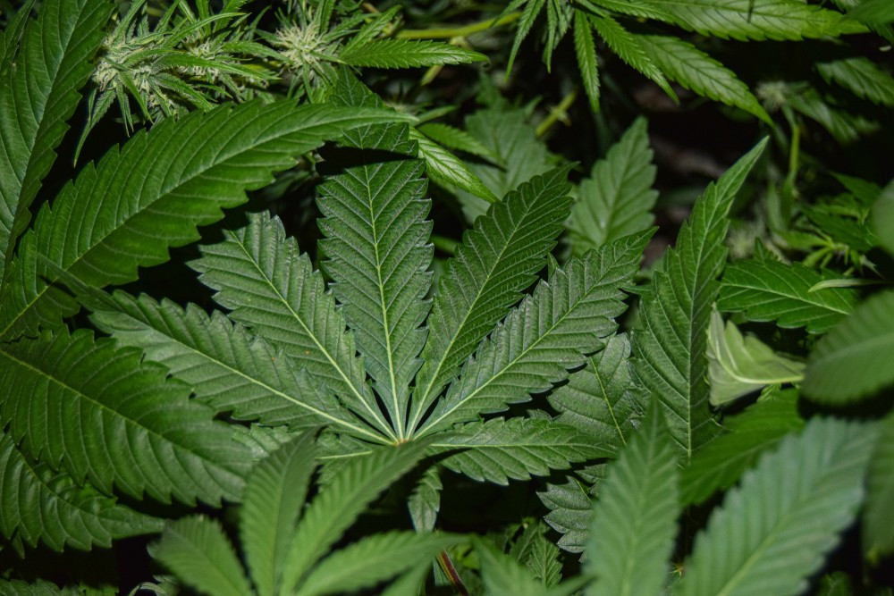 La légalisation du cannabis récréatif figure dans l’accord de coalition du gouvernement actuel. (Photo: Shutterstock)