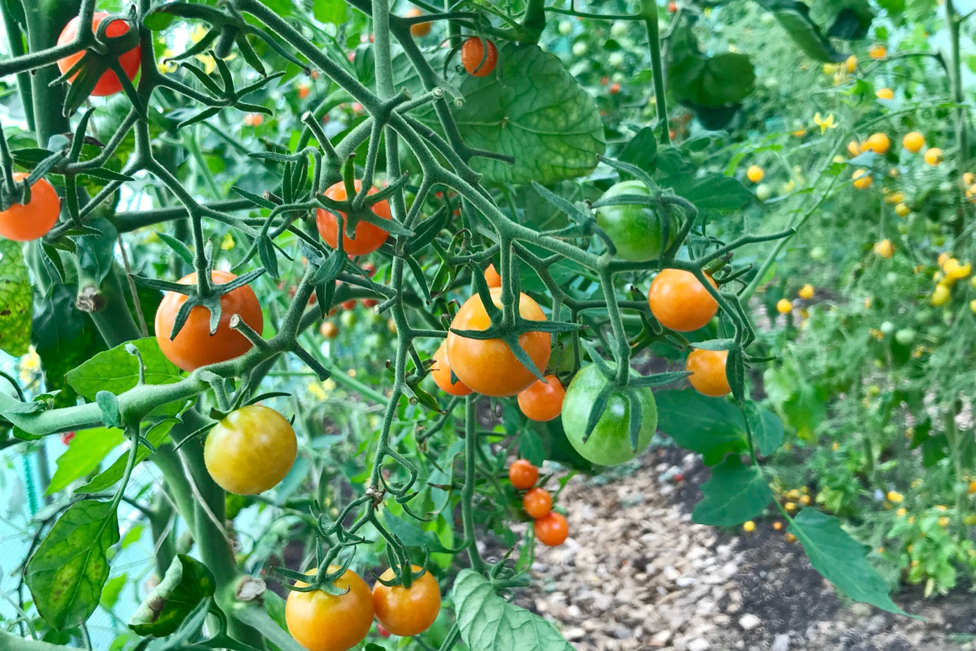 Dans le jardin Lët’z Grow: plusieurs variétés savoureuses de tomates cerises. Maison Moderne