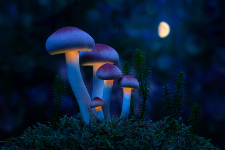 La nouvelle levée de fonds d’Atai, spécialisée dans les champignons hallucinogènes et les traitements contre la dépression, la valorise à plus de 2 milliards de dollars, moins de trois ans après sa création à Berlin. (Photo: Schutterstock)