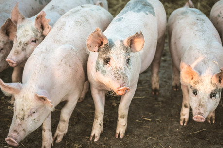 La filière porcine luxembourgeoise produit chaque année 150.000 bêtes destinées aux abattoirs. (Photo: Shutterstock)
