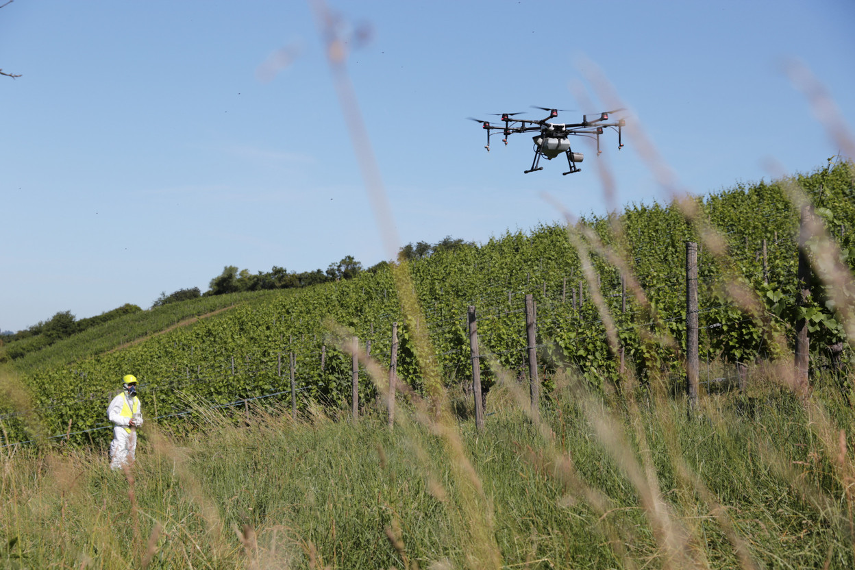 Luxaviation a pulvérisé les vignes de Raphaël Hannart à Erpeldange-lez-Bous mercredi 24 juin.   (Photo: Romain Gamba / Maison Moderne)