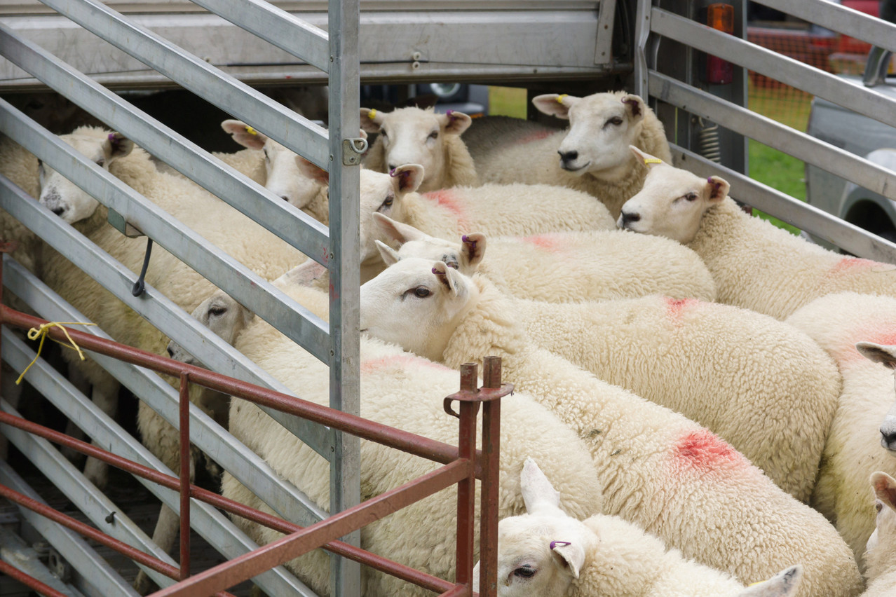 Transport of Luxembourg slaughter animals outside of the EU will be banned from 1 March.  Photo: Shutterstock
