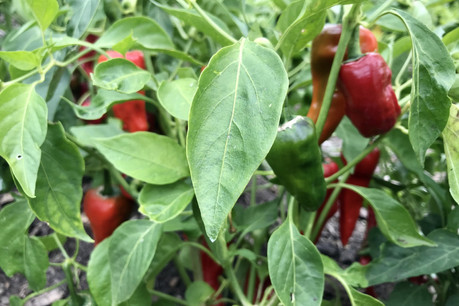 Le légume local et de saison, cheval de bataille gastronomique plus défendu que jamais. (Photo: Maison Moderne)