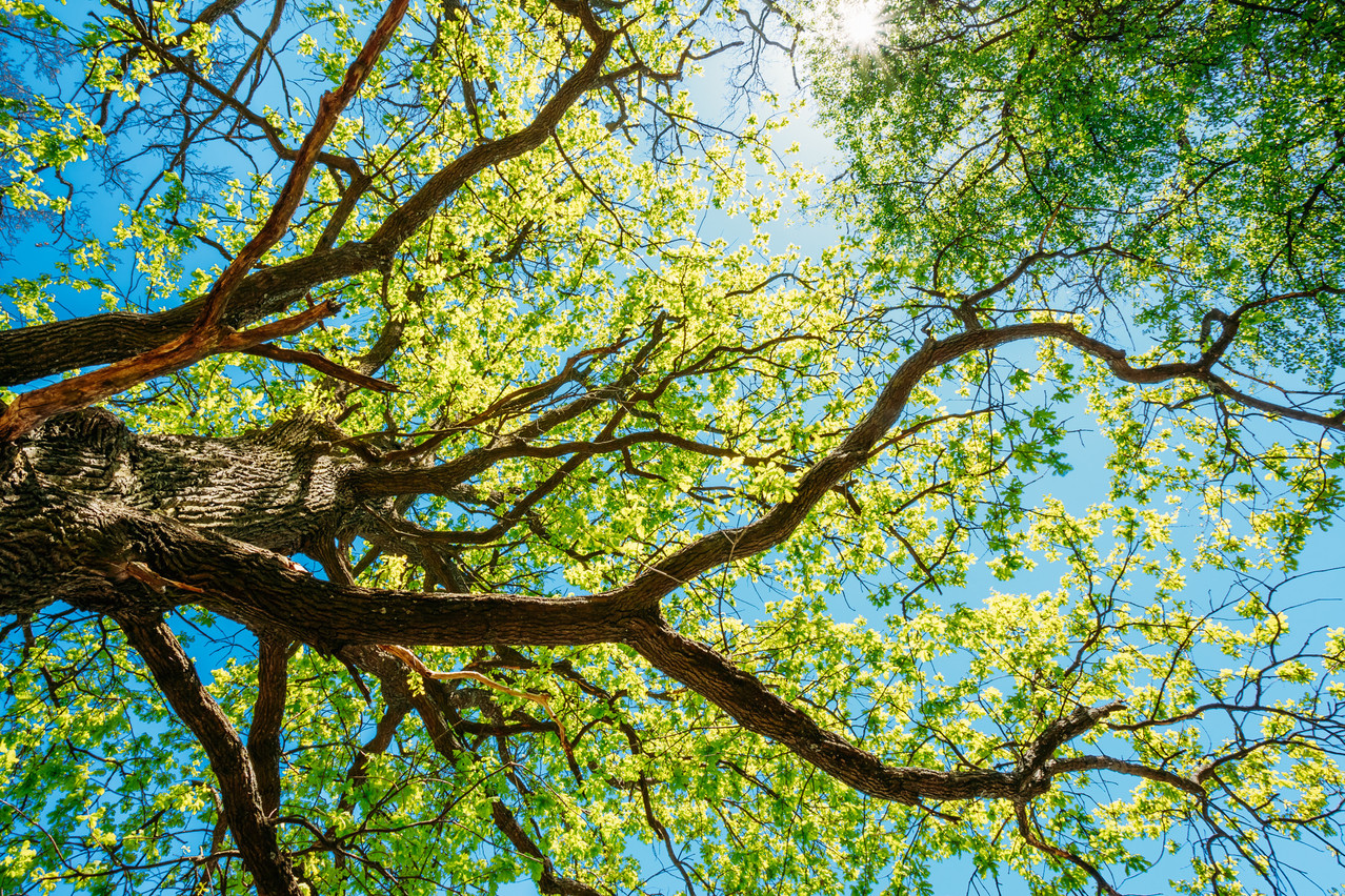 Do you have a favourite tree in the capital? Take a snap and your photo could be printed by the City Shutterstock
