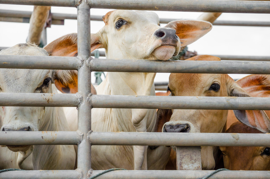 cow on truck cage for send to slaughterhouse Copyright (c) 2016 Jakgapong Pengjank/Shutterstock. No use without permission.