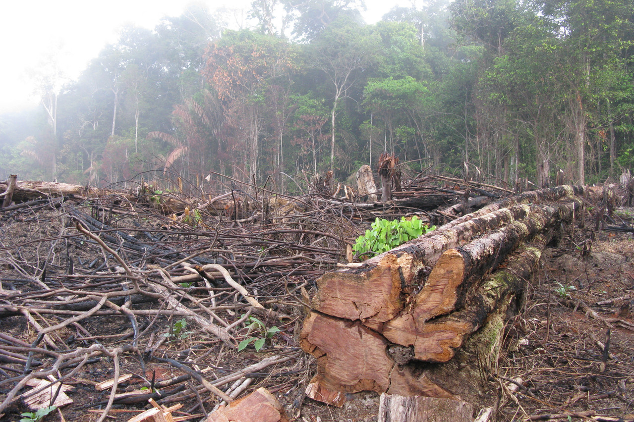 La déforestation est mise en cause dans les incendies qui ravagent actuellement l’Amazonie. (Photo: Shutterstock)