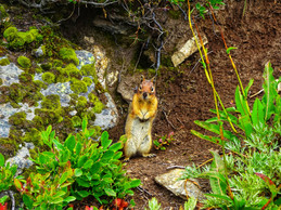  Photos from the PCT                     Guy Christen