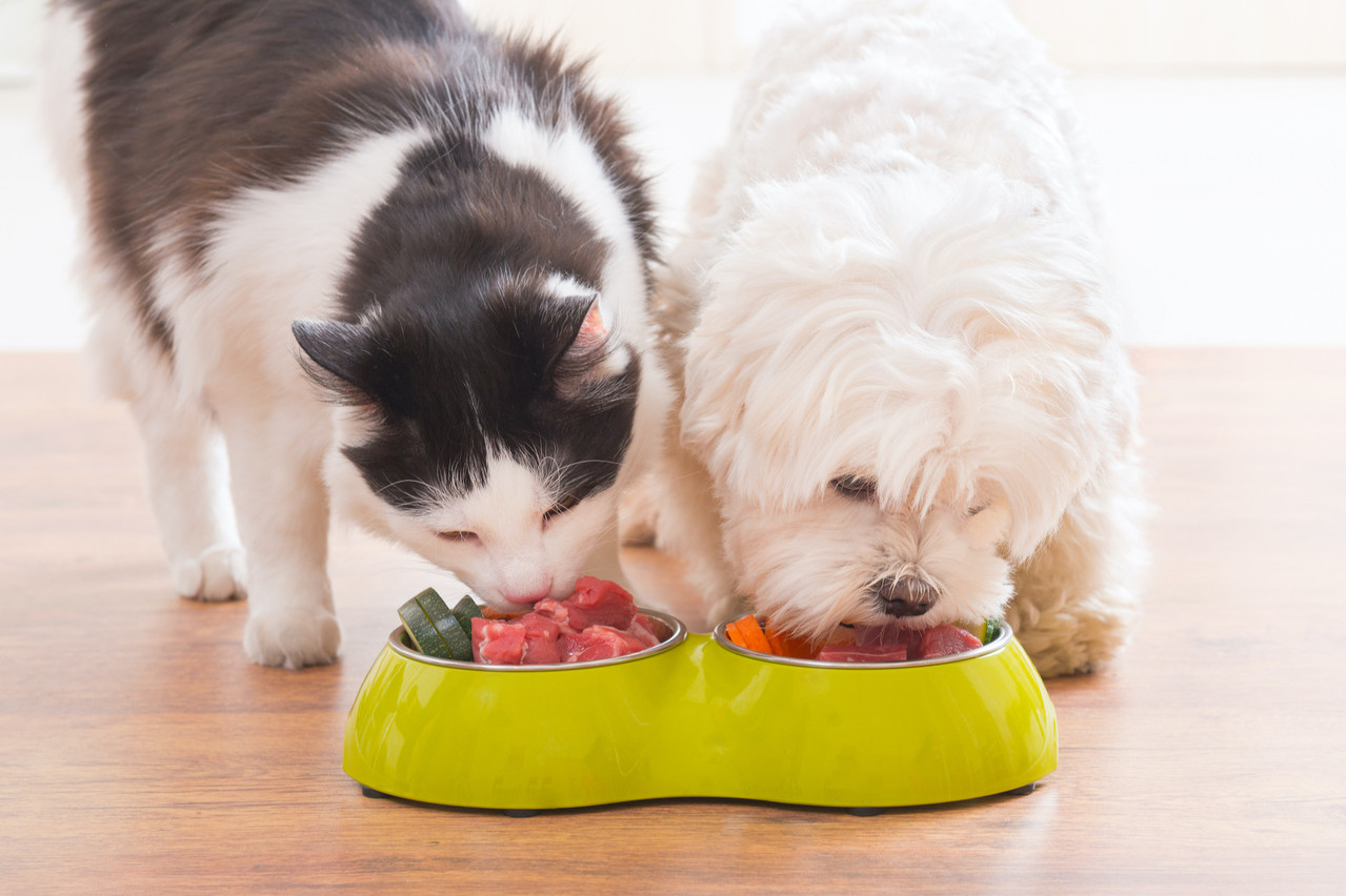 The pandemic has boosted sales at Zooplus, the Amazon of pet food. 2021 is expected to be a record year after a first half-year with revenues of over €1 billion. (Photo: Shutterstock)