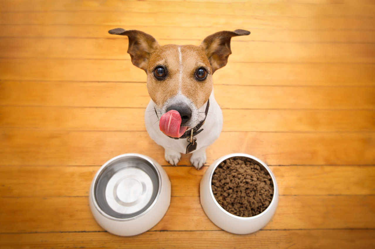 The sale of Luxempart's 3.3% stake in Zooplus, the Amazon of pet food, was announced after the end of the first half of the year and is expected to generate €93 million. (Photo: Shutterstock)