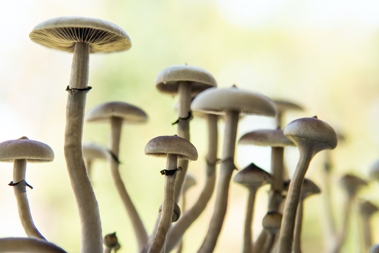 Licensed to produce and sell cannabis, South African company Cilo Cybin wants to raise money to develop its other project, based on psilocybin, a hallucinogenic mushroom. (Photo: Shutterstock)