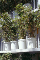 Les bambous servent d’écran végétal sur les balcons. (Photo: Paul Raftery/View Pictures)