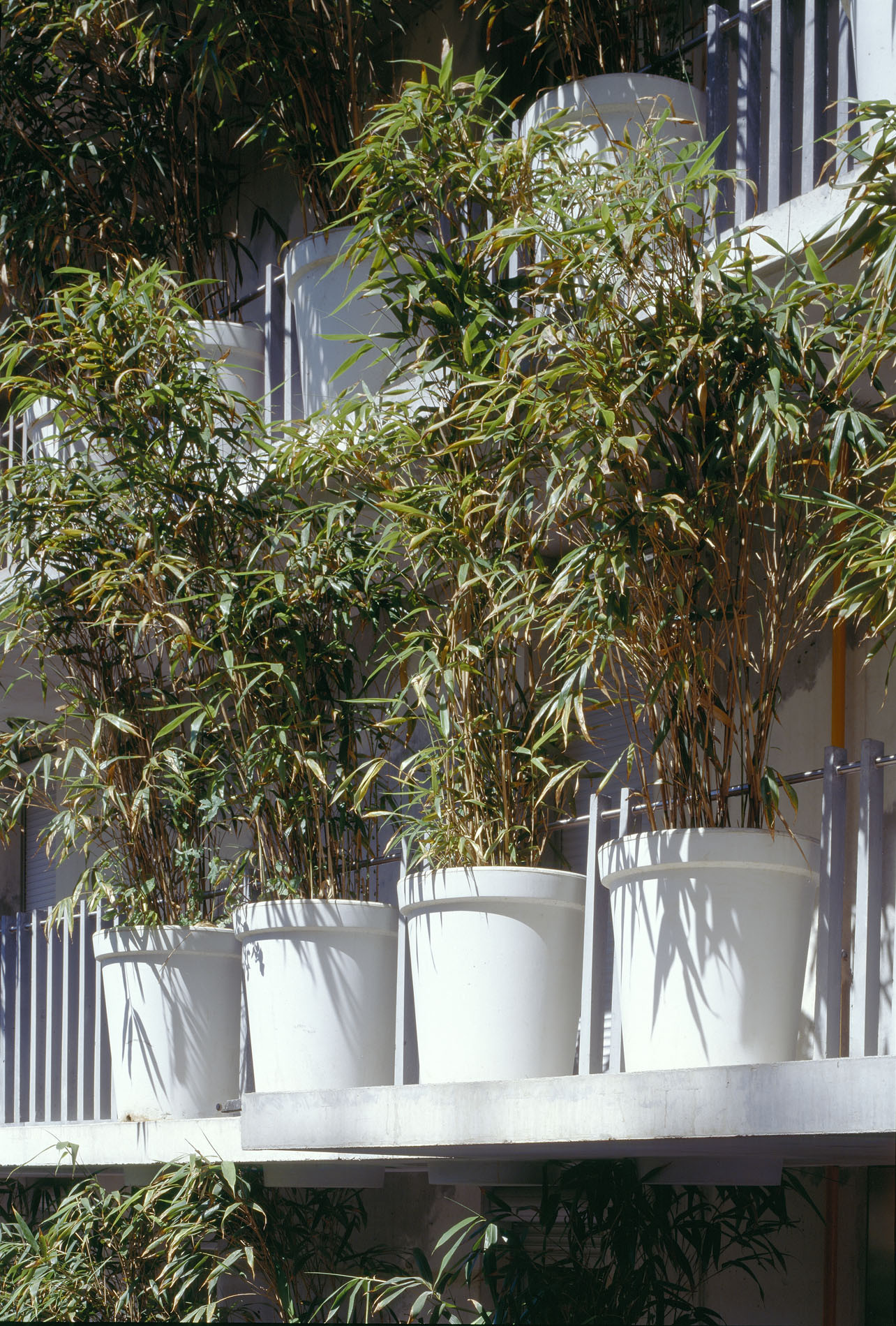 Les bambous servent d’écran végétal sur les balcons. (Photo: Paul Raftery/View Pictures)