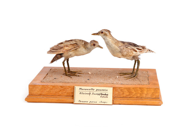 Marouettes poussins (MNHNL602, 1850 & 1865) (Photo: Marc Schmit)