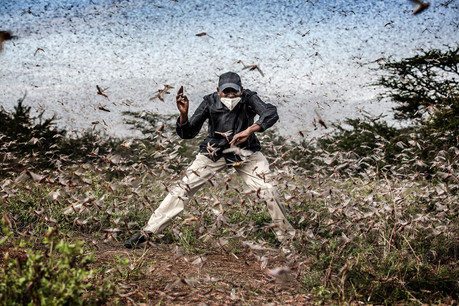 Dans cette photo de Luis Tato parue dans The Washington Post, ce Kenyan essaie de fuir un essaim compact de sauterelles, ravageant les productions agricoles dans le comté de Samburu. (Photo: Luis Tato)