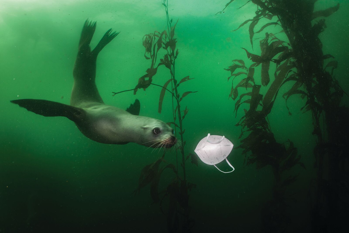 Cette photo de Ralph Pace montre à quel point la pandémie de Covid-19 touche toute la planète, y compris la faune sauvage. (photo:Ralph Pace)