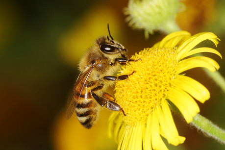 La disparition des pollinisateurs aurait de graves effets sur la planète. (Photo: Shutterstock)
