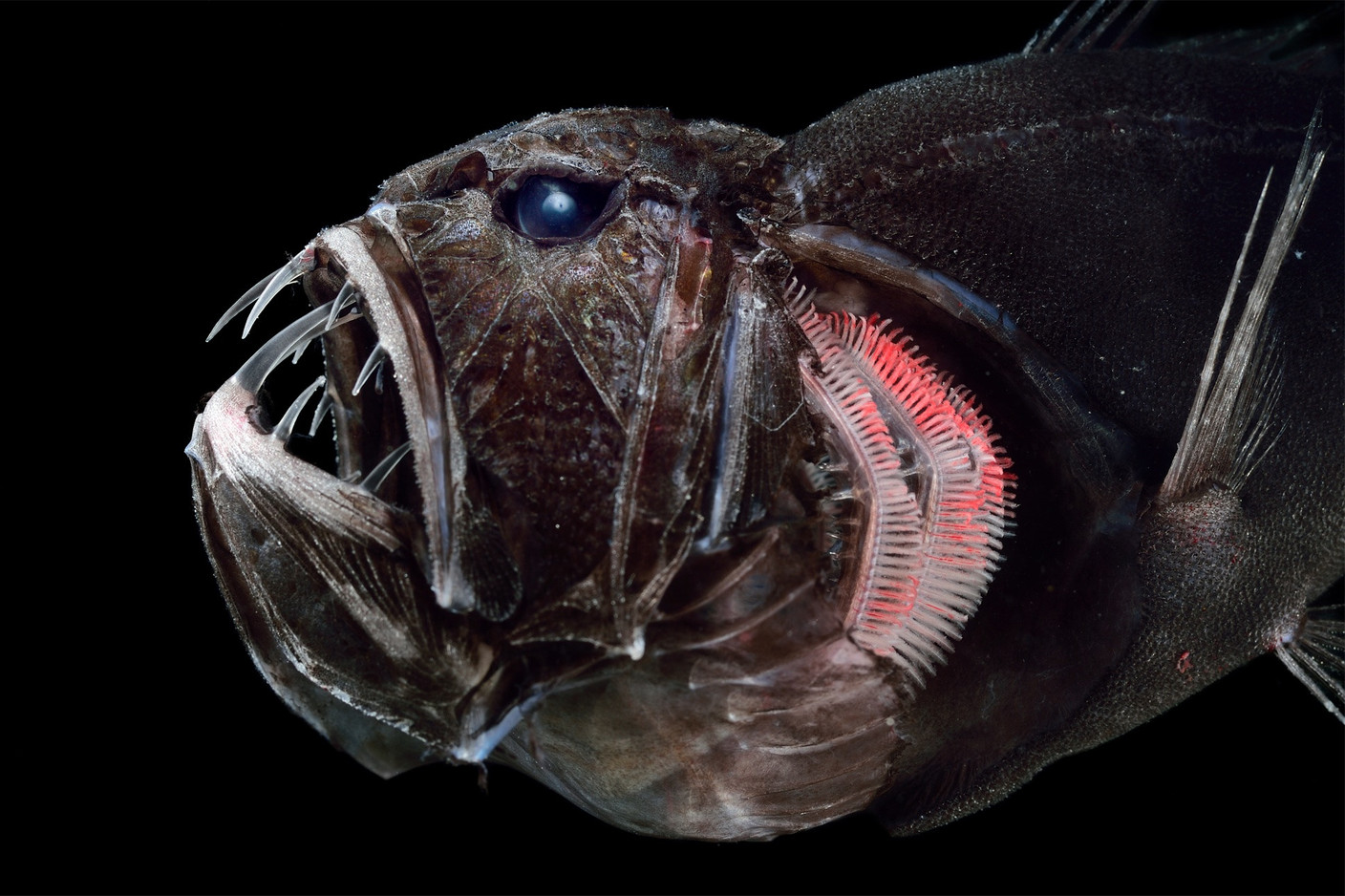 Ce poisson ogre a des pouvoirs extraordinaires © Greenpeace Solvin Zankl 