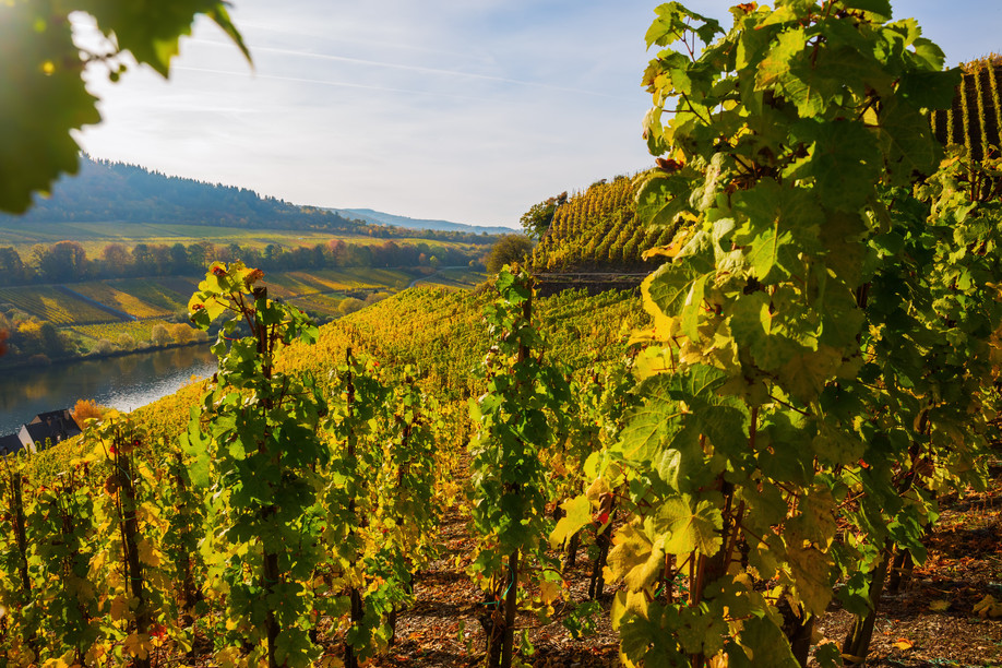 Vineyard at the Moselle in Germany Photo: Shutterstock
