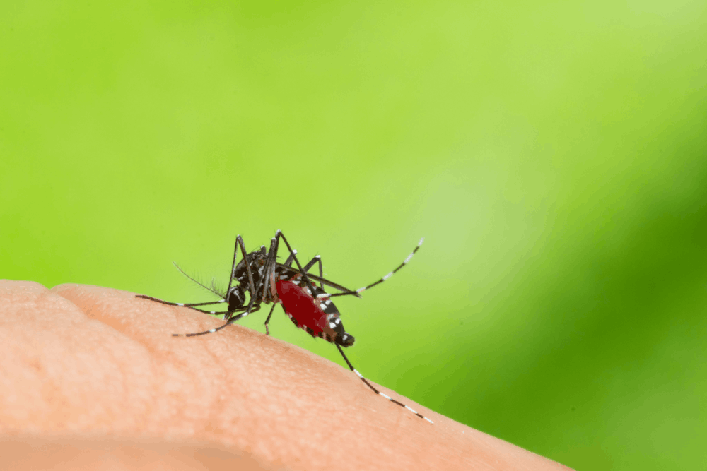L’application Mosquito Alert permet à tout un chacun d’envoyer des photos de moustiques. Charge ensuite à des experts de les identifier. Et, en cas de détection d’un moustique invasif, de prévenir l’inspection sanitaire afin que celle-ci intervienne. (Photo: Shutterstock)