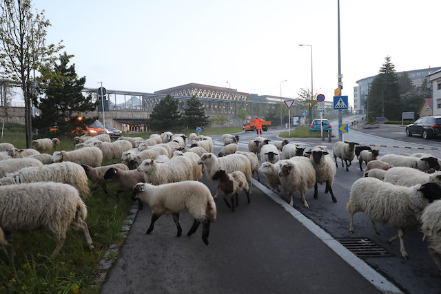 Les ovins ont pris leurs quartiers au Kirchberg ce vendredi matin. (Photo: Fonds Kirchberg)
